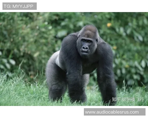 银背大猩猩与火焰的对决：自然力量的碰撞与生存的考验